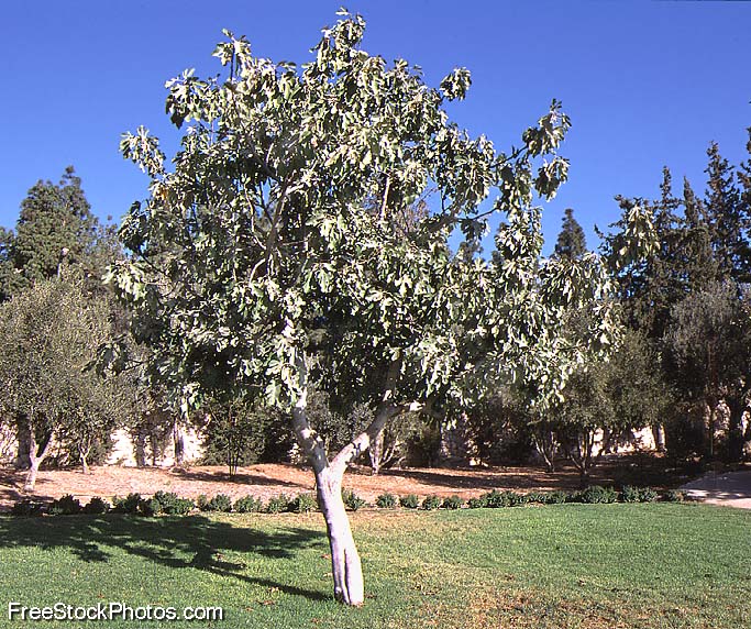 Fig Tree Israel
